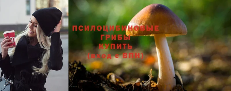 Псилоцибиновые грибы Psilocybe  продажа наркотиков  Кохма 